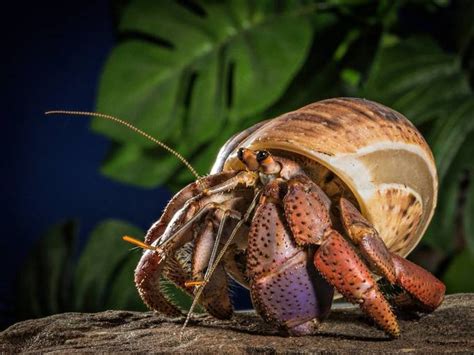 purple pincher|purple hermit crab.